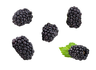 blackberries isolated on transparent background, vector illustration.