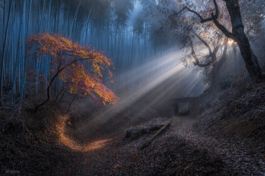 Sunbeams pierce misty autumn forest - Powered by Adobe