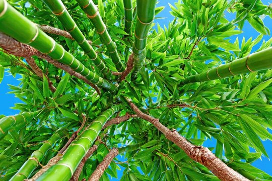 Lush green bamboo stalks rise toward a vibrant blue sky