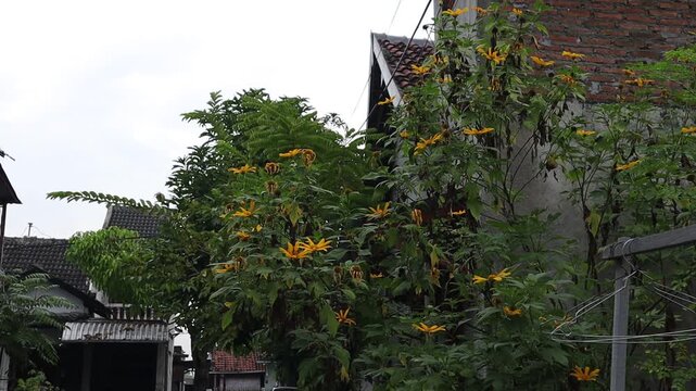 The insulin plant or Mexican sunflower (yacon) grows well and has yellow flowers, moving in the wind.