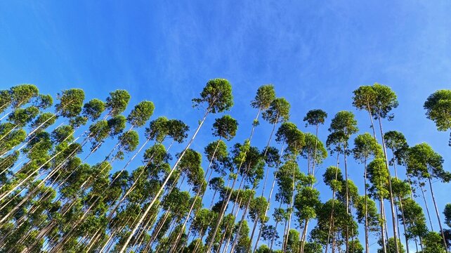 Majestic eucalyptus trees reach upward in a plantation forest, illustrating eco-forestry and organized tree farming.