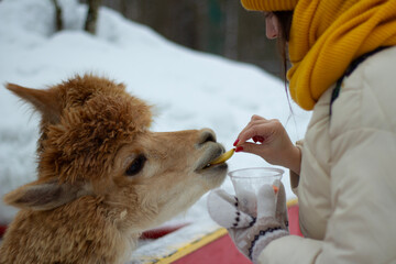 Horizontal photo close up. Woman feeds an llama with apple at winter farm animal with white snow. Head of curly wool alpaca. Concept of pet care in zoo park, wild life, walk, cold weather, travel