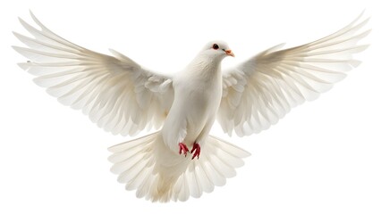 Fototapeta premium White Dove in Flight with Spread Wings on Isolated Background