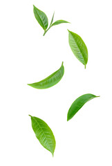 'green tea leaves isolated on transparent background'