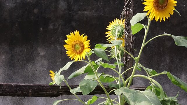 A stingless black bee perches on a yellow sunflower looking for food, swaying in the breeze.