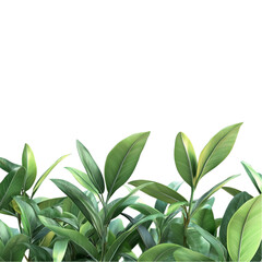 Fototapeta premium Lush Green Ficus Plants Vibrant Tropical Foliage Nature's Serenity