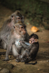 Mother monkey with baby in Monkey Forest, Bali. Tender wildlife moment in natural habitat.