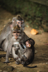Mother monkey with baby in Monkey Forest, Bali. Tender wildlife moment in natural habitat.