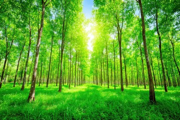 Fototapeta premium Lush green forest, sunlight streams through trees