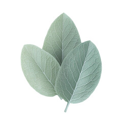 Obraz premium Serene Silver Leaves Nature's Gentle Embrace Botanical Beauty