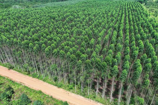 Overhead perspective of eucalyptus tree canopy in a structured industrial plantation, reflecting growth, order, and eco-friendly land use.