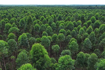 Overhead perspective of eucalyptus tree canopy in a structured industrial plantation, reflecting growth, order, and eco-friendly land use.