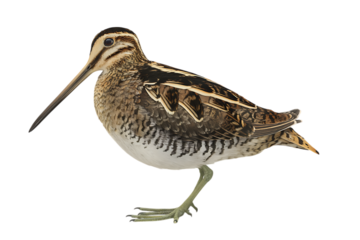 Close up of a Common Snipe bird isolated on black background