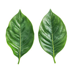 Obraz premium Two vibrant green leaves serene nature beauty