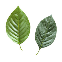 Obraz premium Vibrant Green Leaves Nature's Serenity Abstract Art