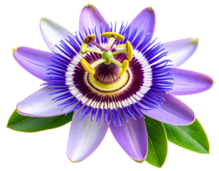 Blooming Purple Passionflower Isolated on White Background