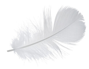 Obraz premium Realistic Feather with Shadow – PNG Transparent Background