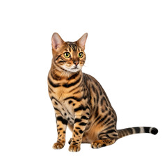 Bengal cat sitting and looking to the side isolated on transparent background