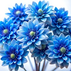 blue chrysanthemum flowers