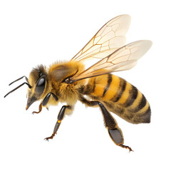 Honeybee in Flight