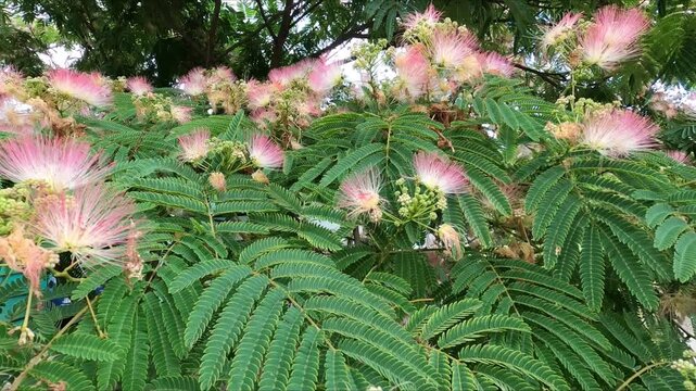 albizia julibrissin, also known as Persian Silk Acacia or Silk Tree