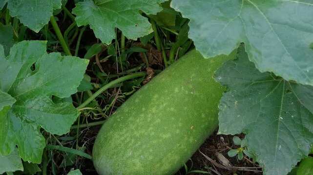 Tender wax gourd (Benincasa hispida) lying on the ground in a home garden. Also known as ash gourd, winter melon, white gourd, ash pumpkin, or Chinese preserving melon. A large, pale green fruit value