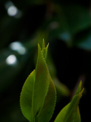 新緑の幼な葉