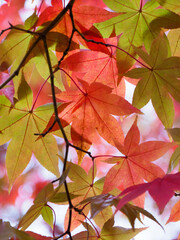 色が変わりゆく紅葉