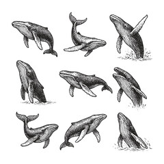 PA set of hand-drawn vintage-style whale illustrations in various poses, rendered in detailed ink line work with a classic touch. © Chairul