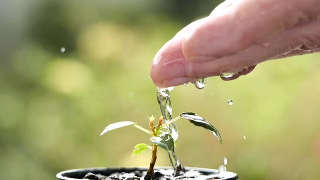 Green environment sustainability, growth, agriculture, energy, gardening concept. Close up hand watering young sprout, water drops on growing plant tree. Concept of Ecology, Eco, World Earth Day