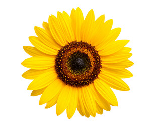 Fototapeta premium Realistic Sunflower Head with Texture Details