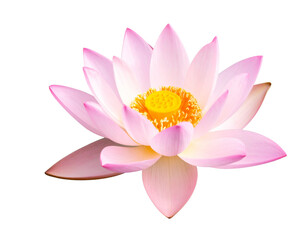 Lotus Flower with Soft Water Ripple