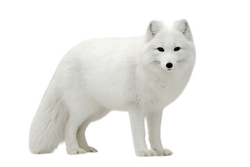Obraz premium Stunning image of an arctic fox in its natural habitat.