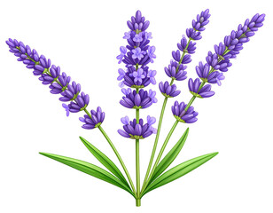 Naklejka premium Botanical Lavender Stem Illustration