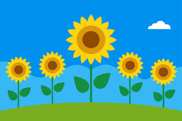 Bright Blue Sky Over Sunflower Field