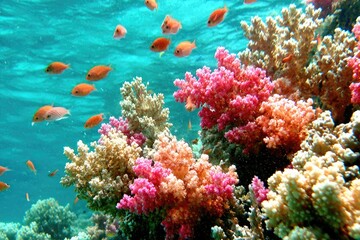 Fototapeta premium Vibrant coral reef teeming with fish (7)