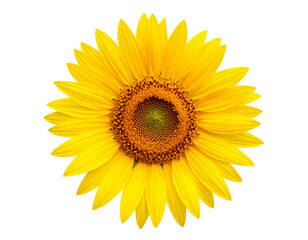 Fototapeta premium Sunflower Head with Bright Yellow Petals 
