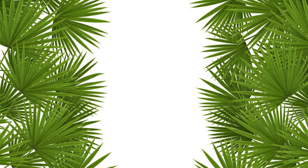 Obraz premium Palm Leaves Green Tropical Fan Shaped Foliage Border on White