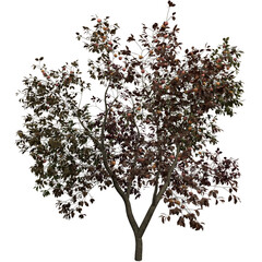 3D Realistic Apple Tree with Ripe Fruits and Autumn Leaves on Transparent Background