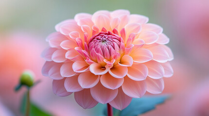 Fototapeta premium Close-up of a vibrant pink dahlia in full bloom. The intricate layers of petals radiate elegance and beauty, set against a soft background with space for text, ideal for floral and nature concepts.