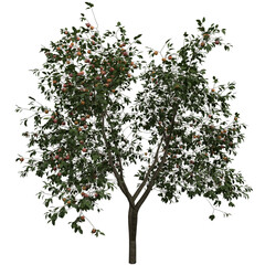 3D Realistic Apple Tree with Ripe Fruits and Green Leaves on Transparent Background