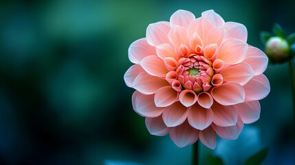 Fototapeta premium Close-up of a vibrant pink dahlia in full bloom. The intricate layers of petals radiate elegance and beauty, set against a soft background with space for text, ideal for floral and nature concepts.