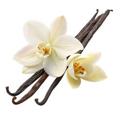 Vanilla pods with white orchid flower on a branch closeup isolated on white background
