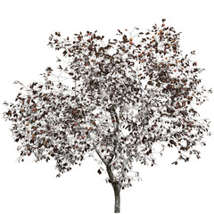 3D Apple Tree with White Leaves and Ripe Red Fruits on Transparent Background