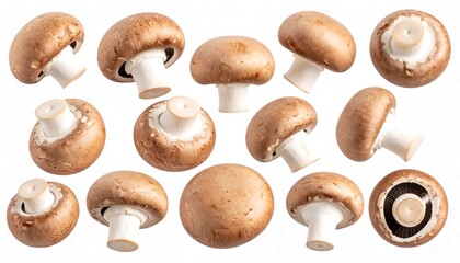 Fresh mushrooms, various angles