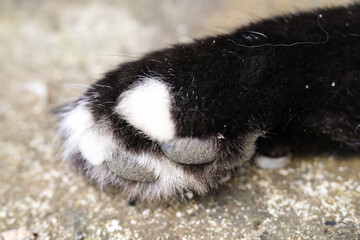 Macrophotography of the surface texture of a cat's paw. The black-furred cat's paws are covered in dirt and crust, and its fur is covered in mud. Close-up shot of an animal's body. Negative Space