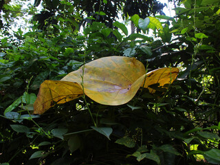 Close-up view of a big wilt leaf falling in the plants. 