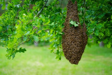 Observe a stunning swarm of bees clustered on a tree branch. This captivating display highlights the remarkable behavior and social structure of these essential pollinators in nature.