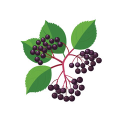 tiny dark elderberries with green stem, vector illustration for botanical design, culinary use, and herbal wellness