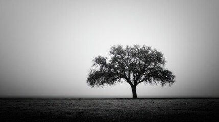 A solitary tree silhouetted against a foggy landscape